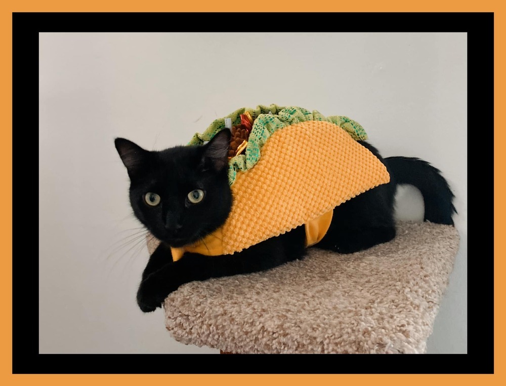 Bagel, an adoptable Domestic Short Hair in McPherson, KS, 67460 | Photo Image 2