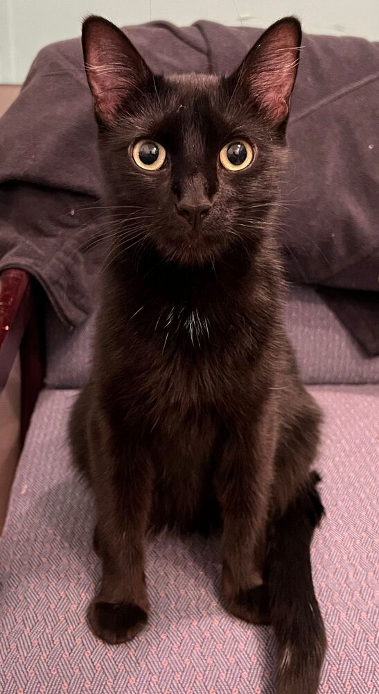 Bagel, an adoptable Domestic Short Hair in McPherson, KS, 67460 | Photo Image 3