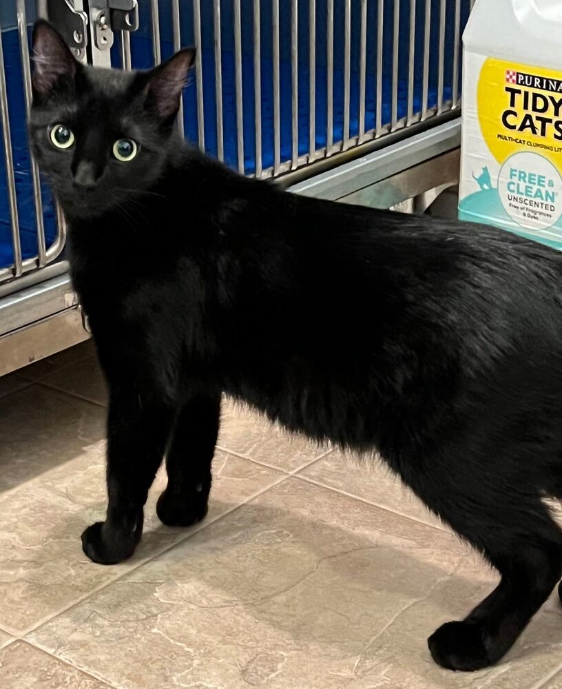 Bagel, an adoptable Domestic Short Hair in McPherson, KS, 67460 | Photo Image 4