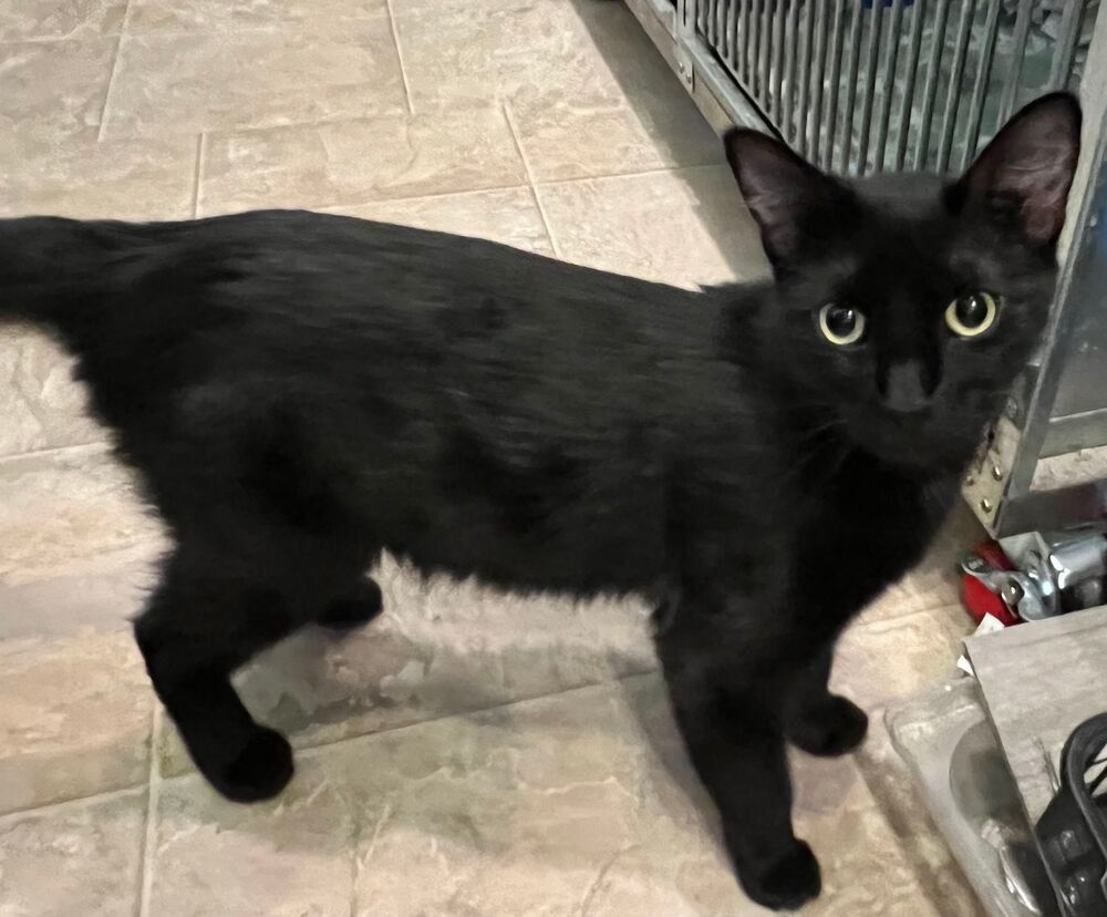 Bagel, an adoptable Domestic Short Hair in McPherson, KS, 67460 | Photo Image 6