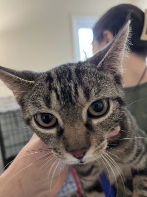 Della, Baby Female Domestic Short Hair