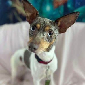 Sophia