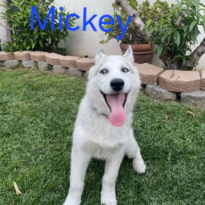 Mickey