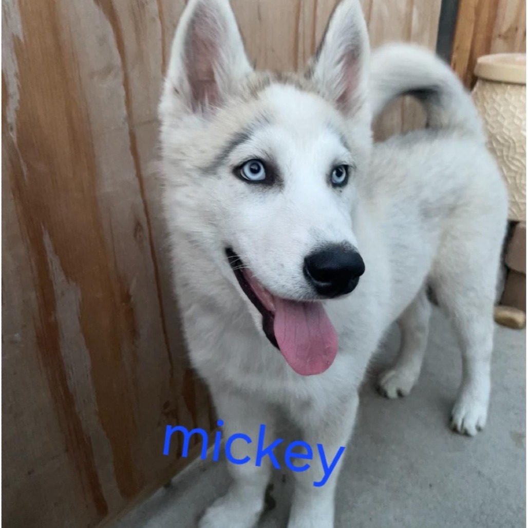 Mickey