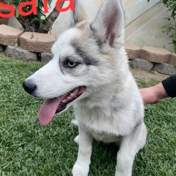 Safa