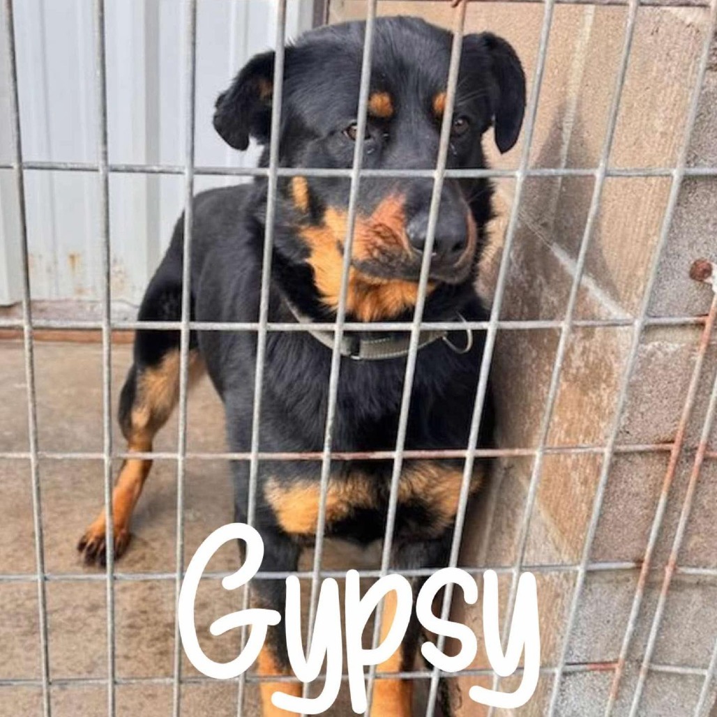 Gypsy