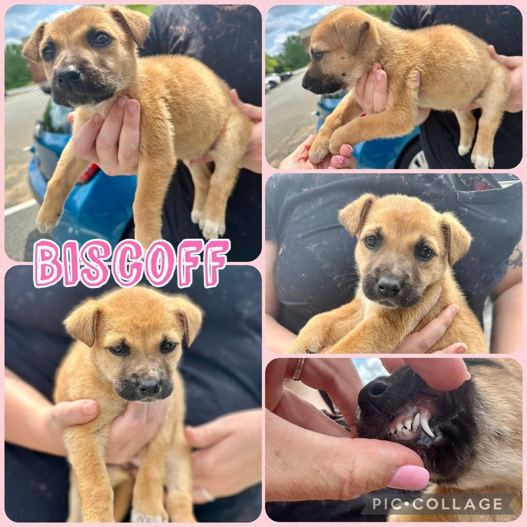 Biscoff