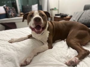 Meet Croc-affectionately called Morty in his foster home-a gentle low-key sweetheart whos just sta