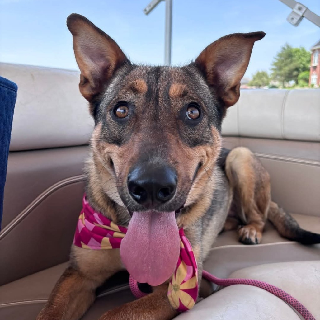 Rhea Ripley, an adoptable Mixed Breed in Bismarck, ND, 58507 | Photo Image 1