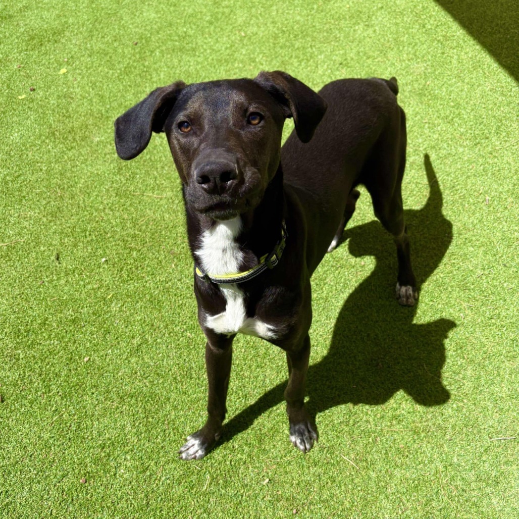 Auggy - PAWS