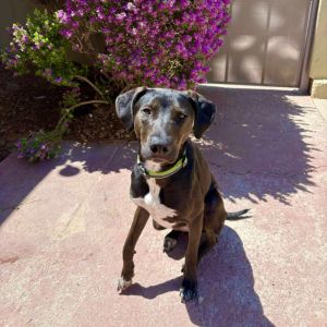 Auggy - PAWS