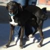 Auggy - PAWS photo 5