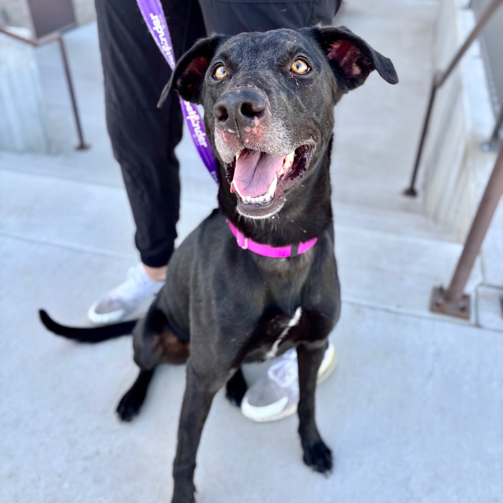 Jean, an adoptable Mixed Breed in Great Falls, MT, 59404 | Photo Image 1