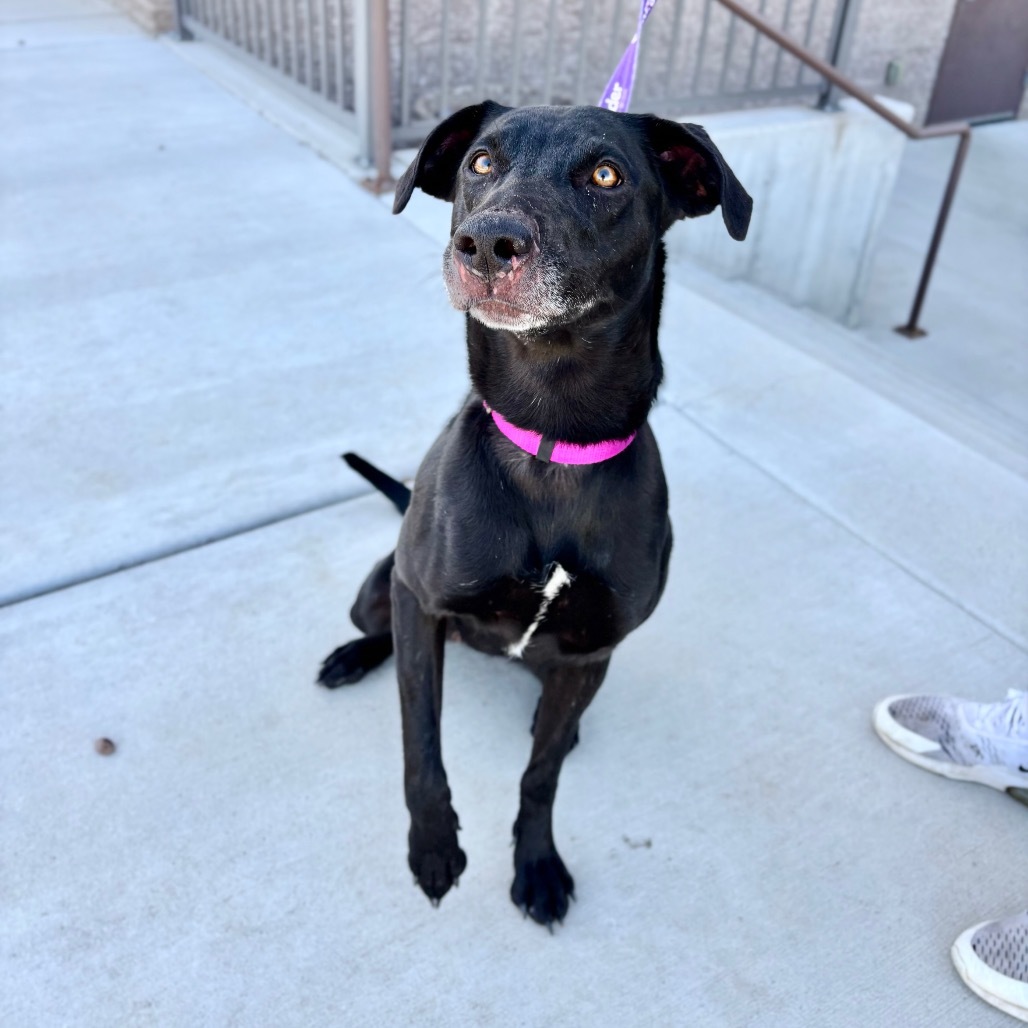 Jean, an adoptable Mixed Breed in Great Falls, MT, 59404 | Photo Image 1
