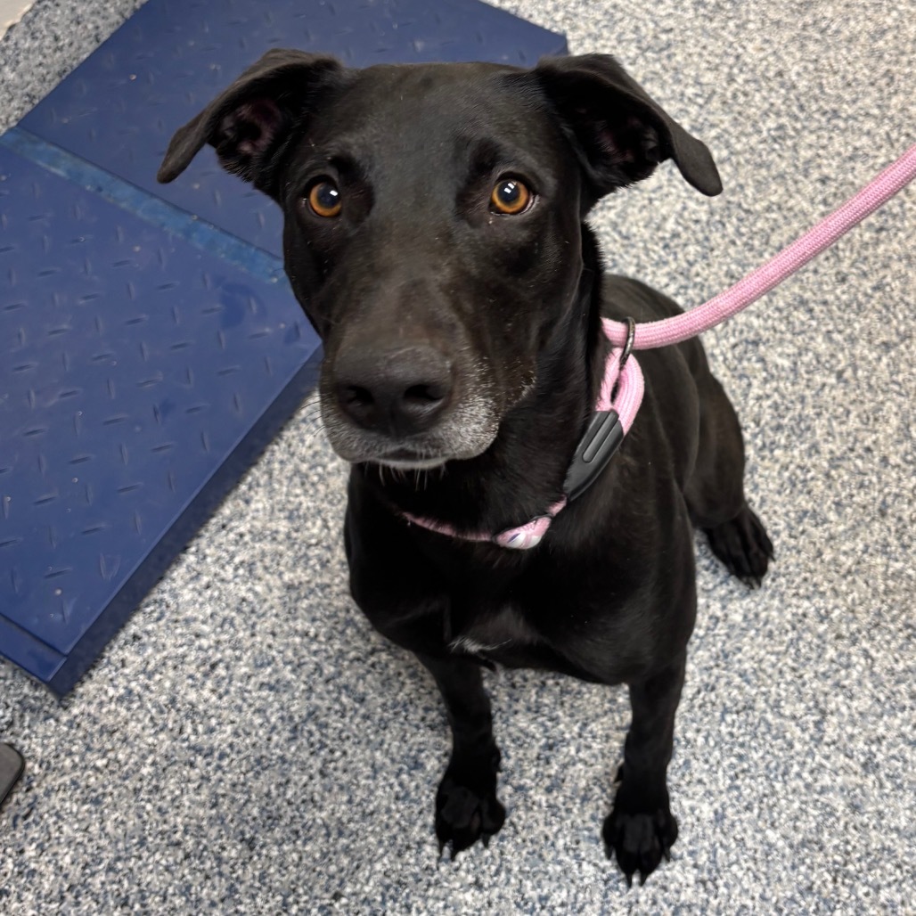 Jean, an adoptable Mixed Breed in Great Falls, MT, 59404 | Photo Image 2