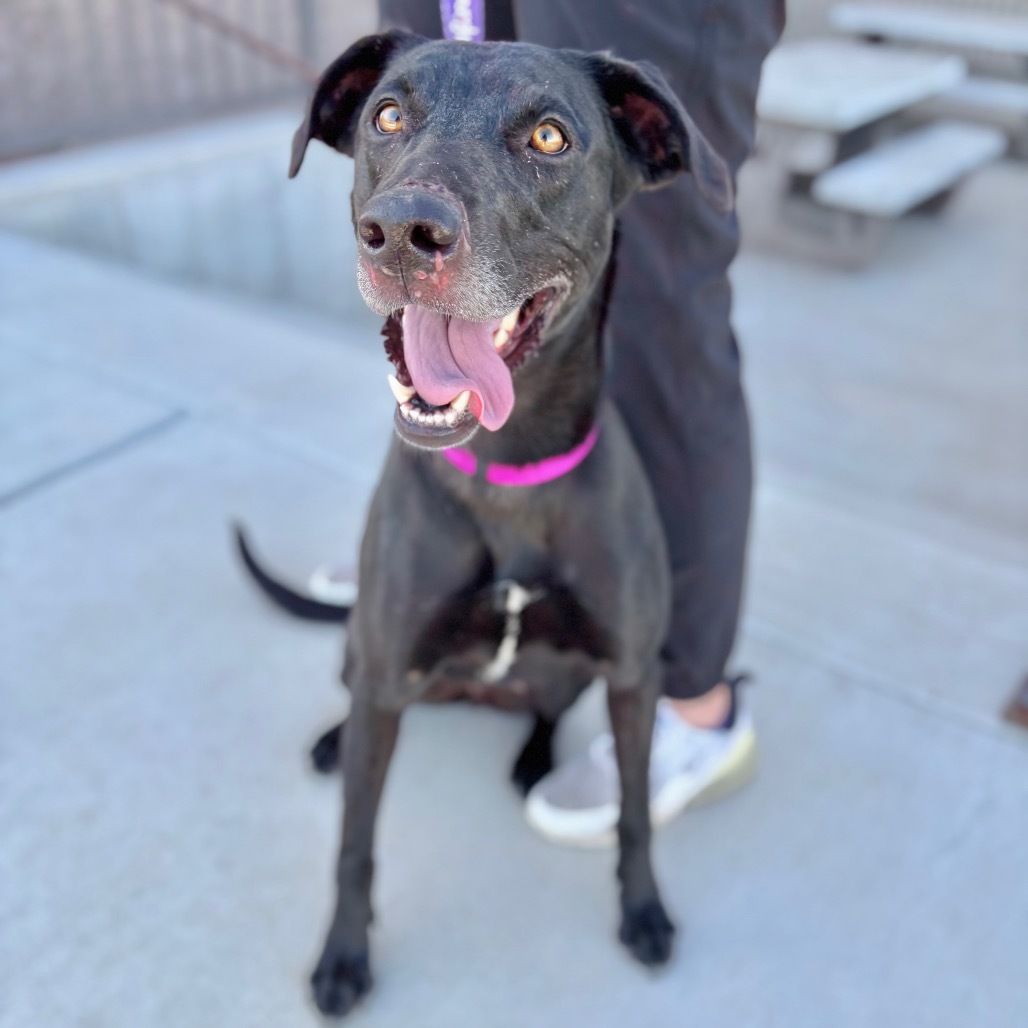 Jean, an adoptable Mixed Breed in Great Falls, MT, 59404 | Photo Image 4