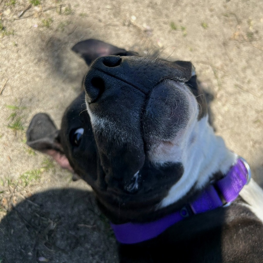 Harlee