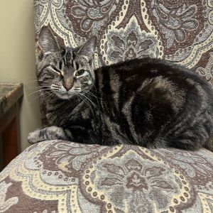 Hi Im Bonnie a beautiful marbled classic black tabby and Im bonded with Clyde We are sweet ca
