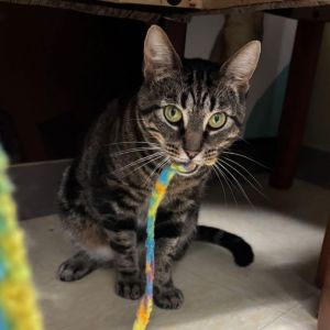 Bonnie Domestic Short Hair Cat