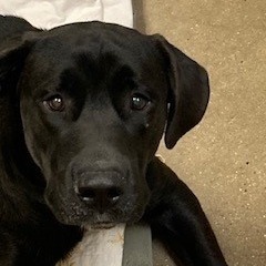 Rosco