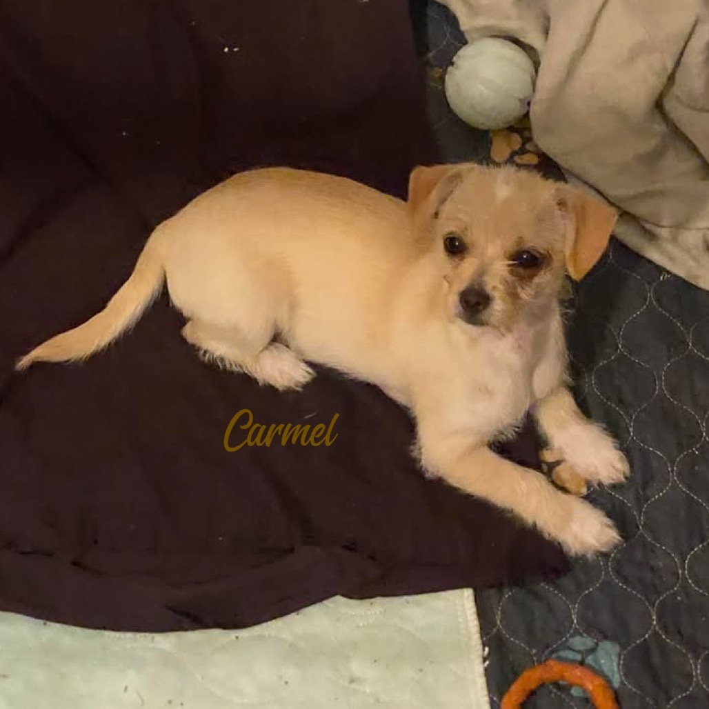 Carmel (Dallas)