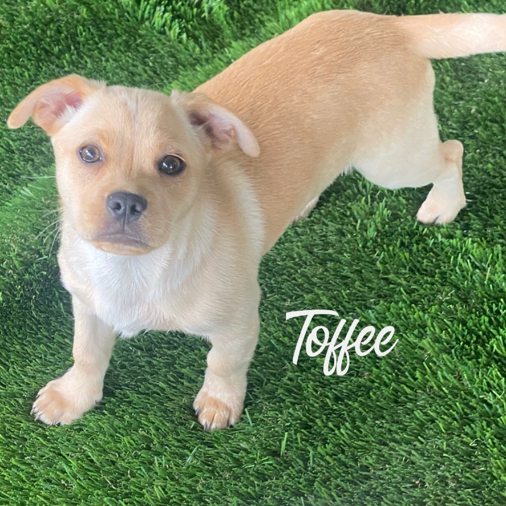 Toffee (Dallas)_2
