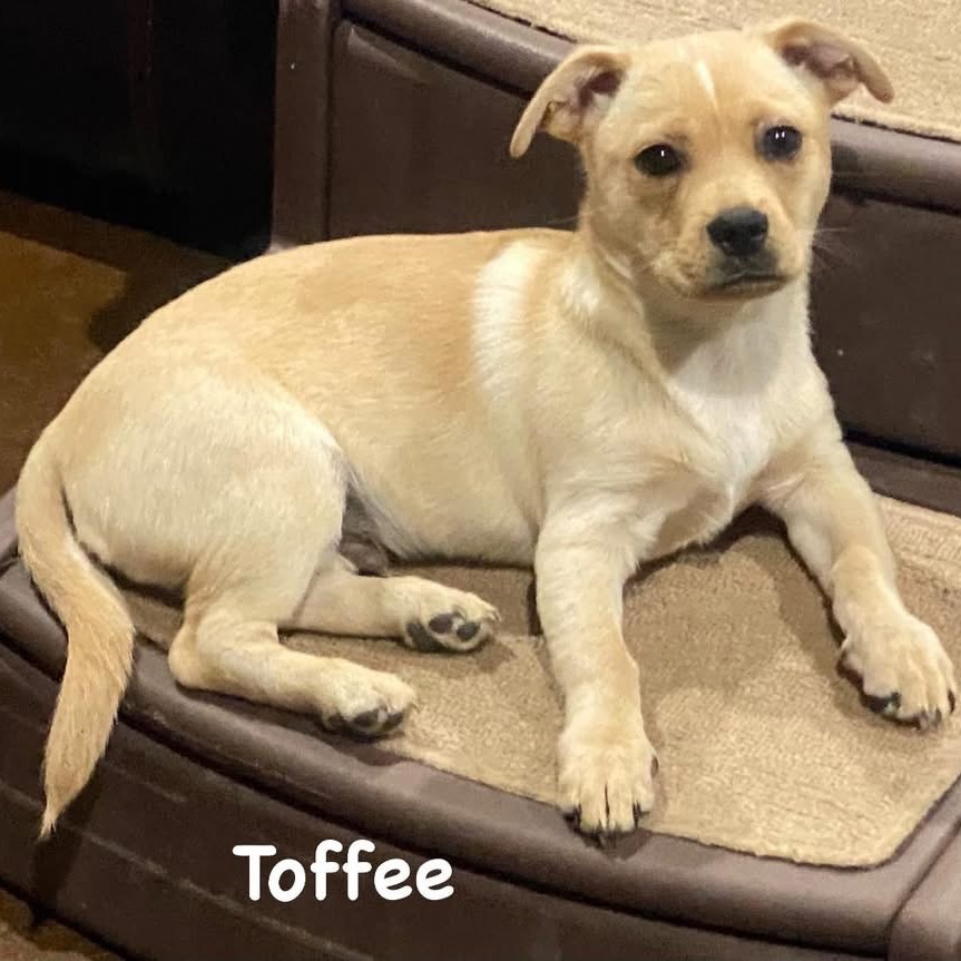 Toffee (Dallas)_2