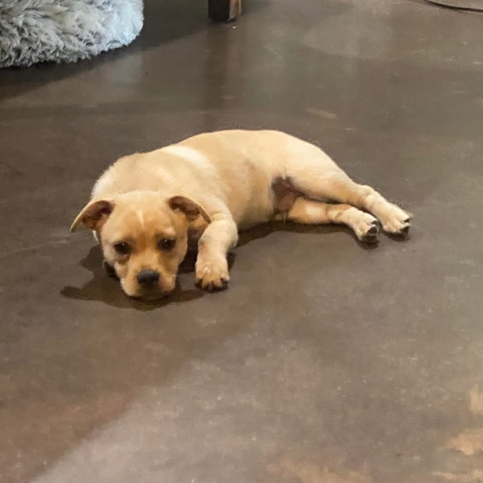 Toffee (Dallas)_2
