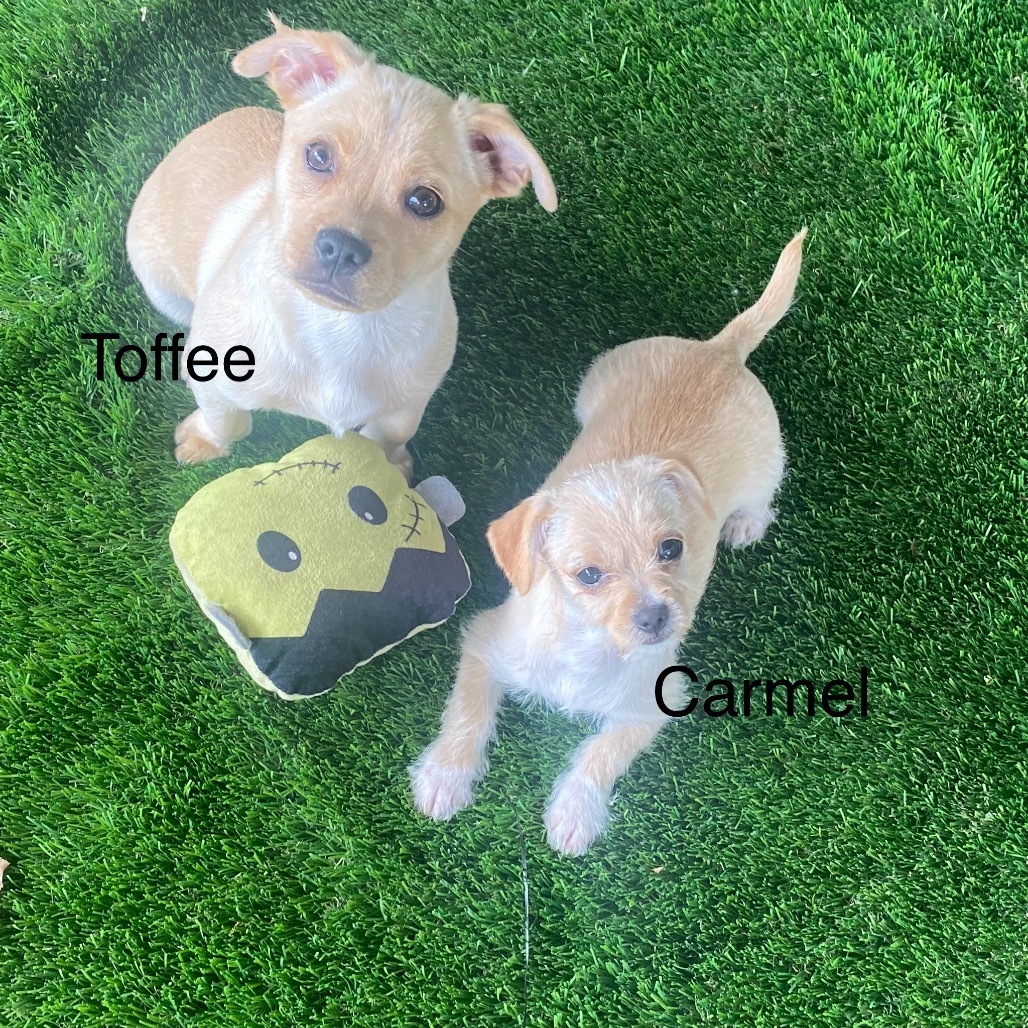 Toffee (Dallas)_2