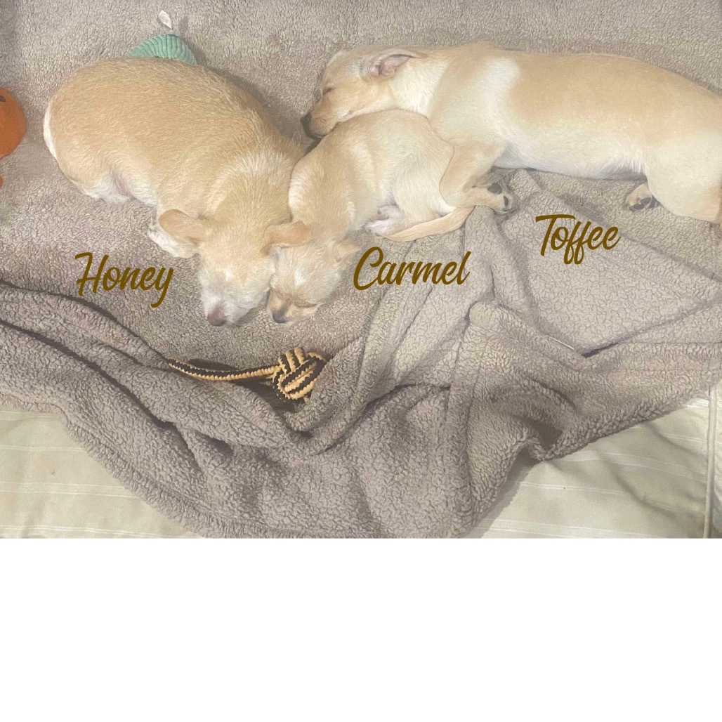 Toffee (Dallas)_2