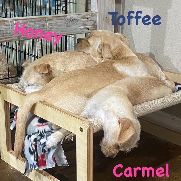 Toffee (Dallas)_2