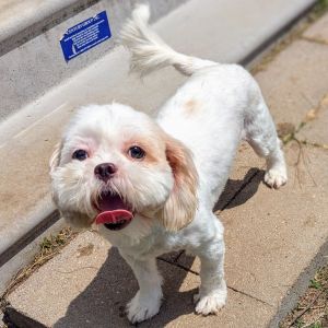 Luna Quinn is a 1-year-old Shih Tzu weighing 13 pounds with a bubbly personality and a joyful soul 