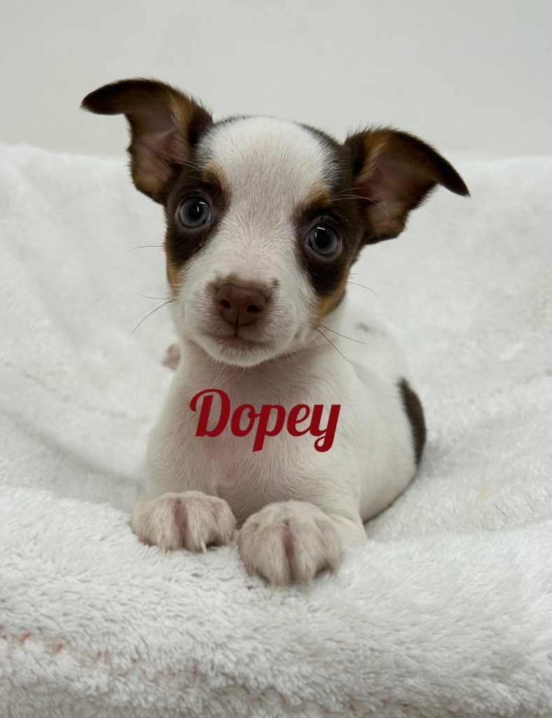 Dopey
