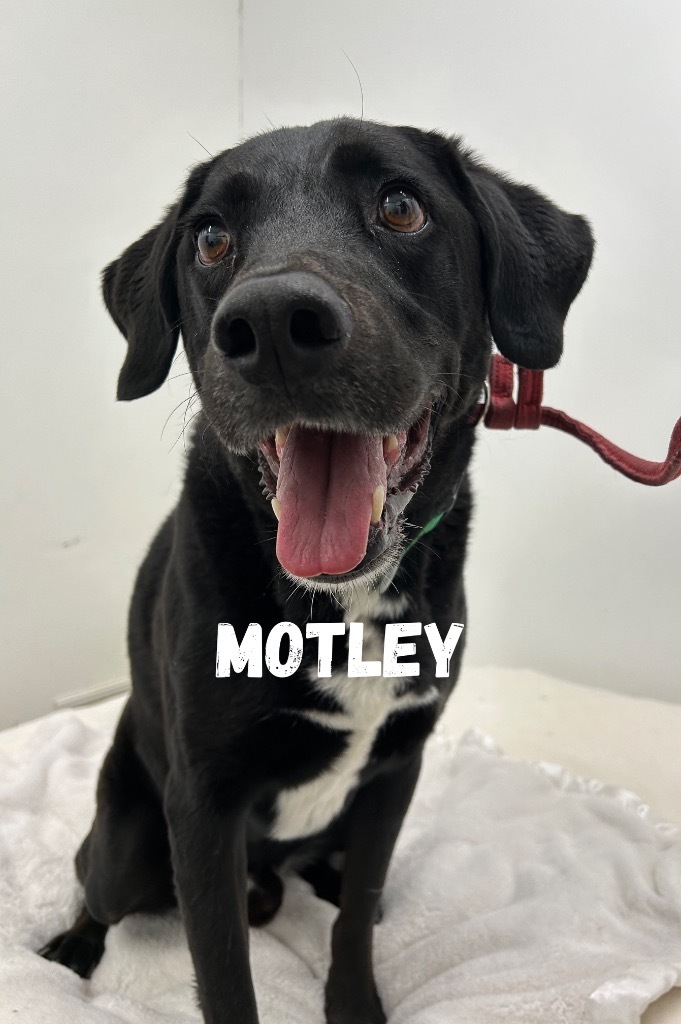 Motley