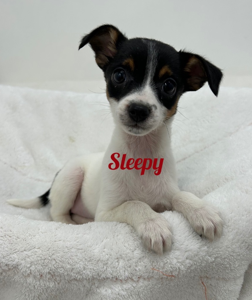 Sleepy