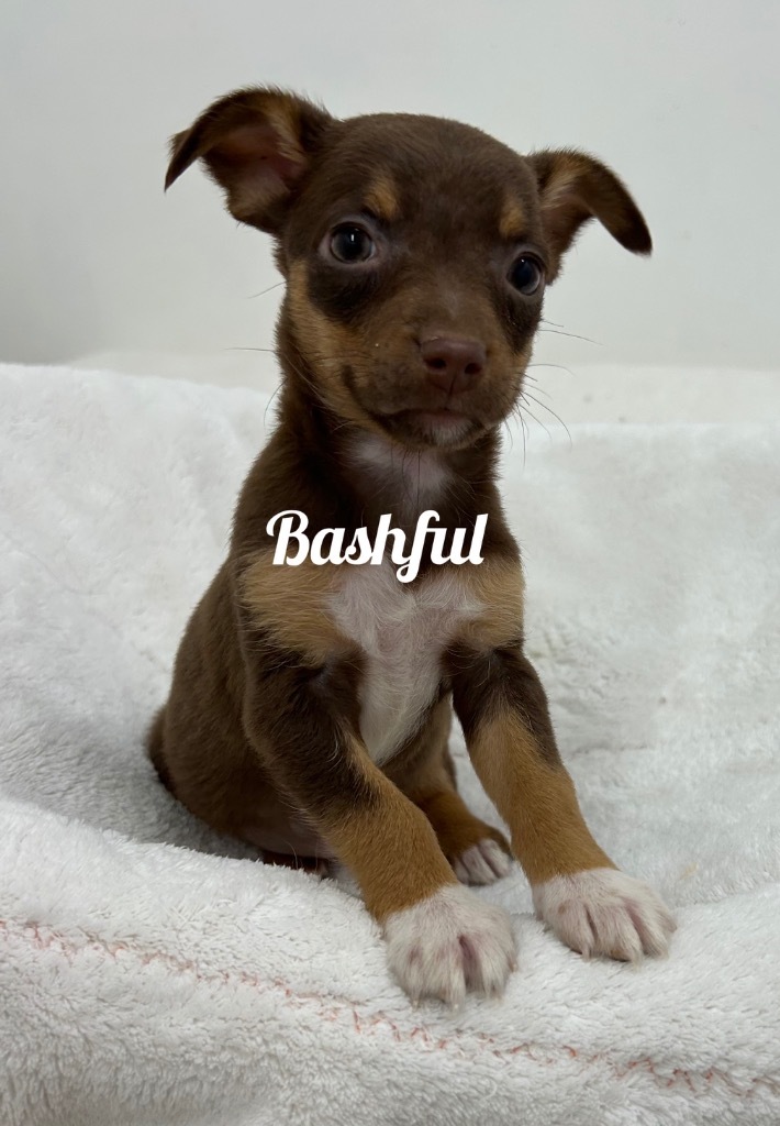 Bashful