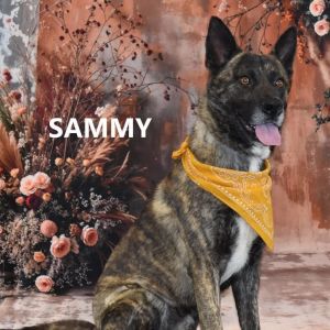 Sammy