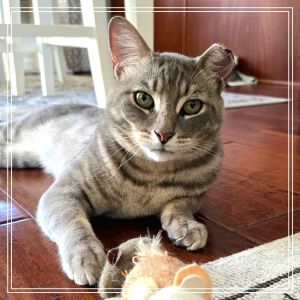 Meet Barron - The Handsome Tabby with a Royal Heart With his striking green eyes