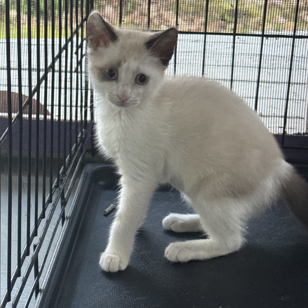 Newbie A2, an adoptable Siamese in Pahoa, HI, 96778 | Photo Image 1