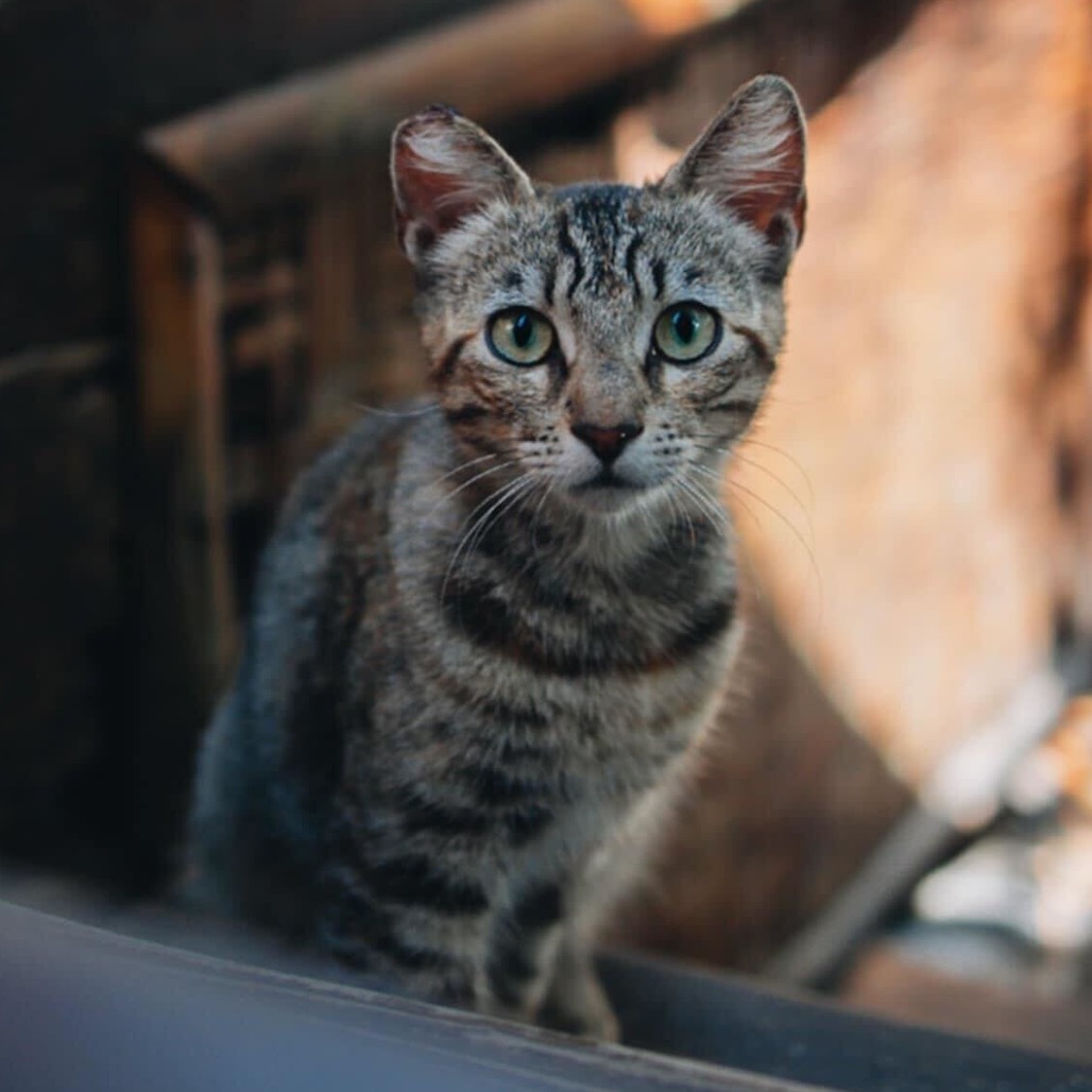 Ophelia, an adoptable Domestic Short Hair in Pahoa, HI, 96778 | Photo Image 1