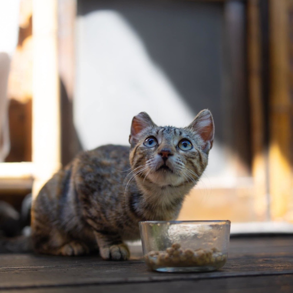Ophelia, an adoptable Domestic Short Hair in Pahoa, HI, 96778 | Photo Image 2
