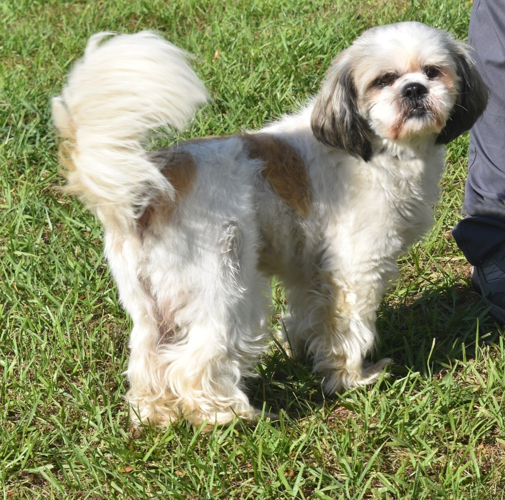 Cooper