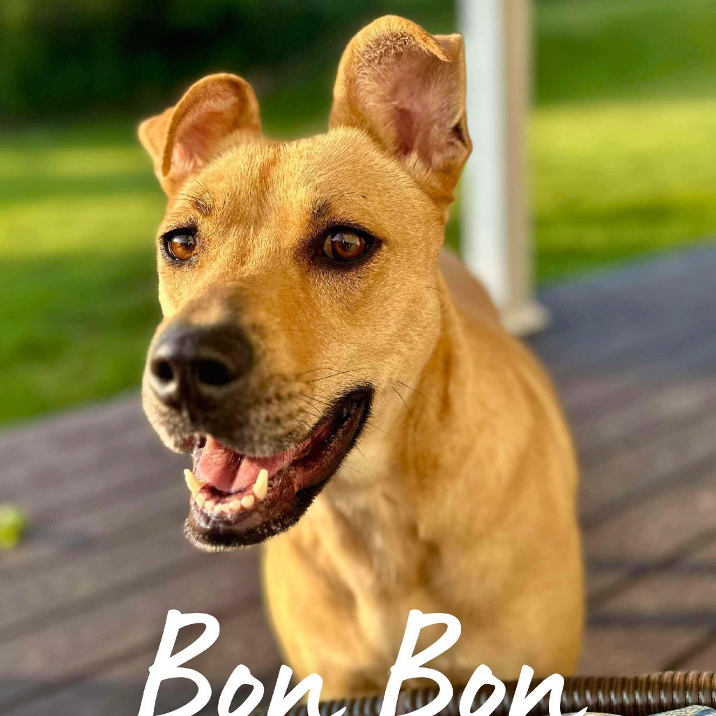 Bonbon