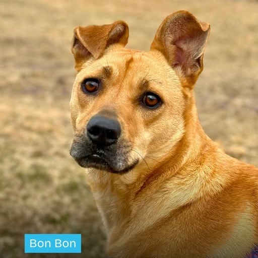 Bonbon