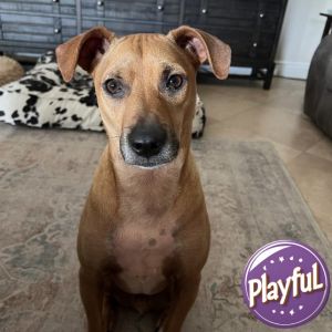 Artemis, Adult Male Terrier