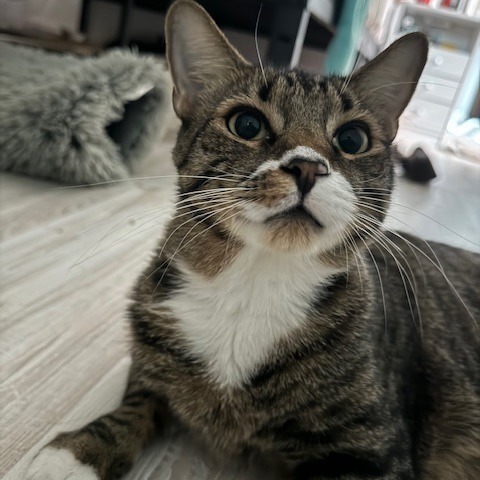 Tash