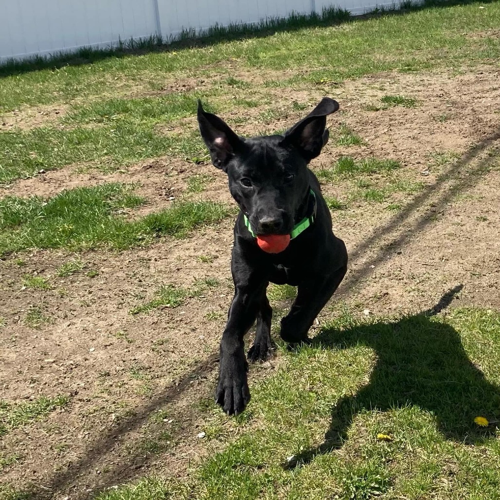 Apollo