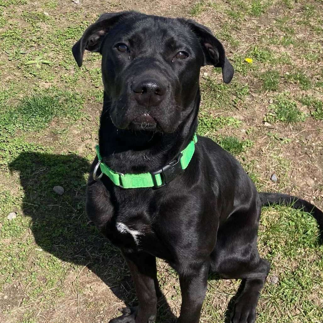 Apollo