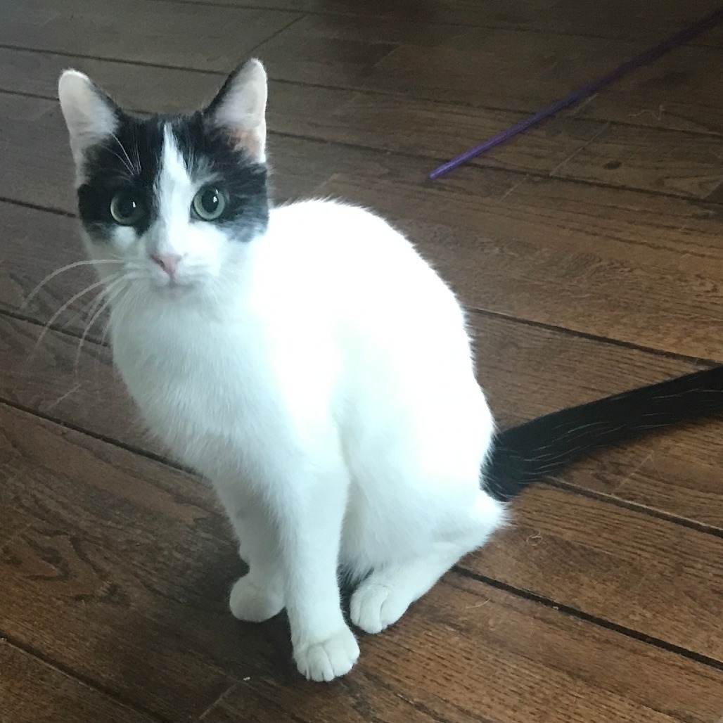 Figaro