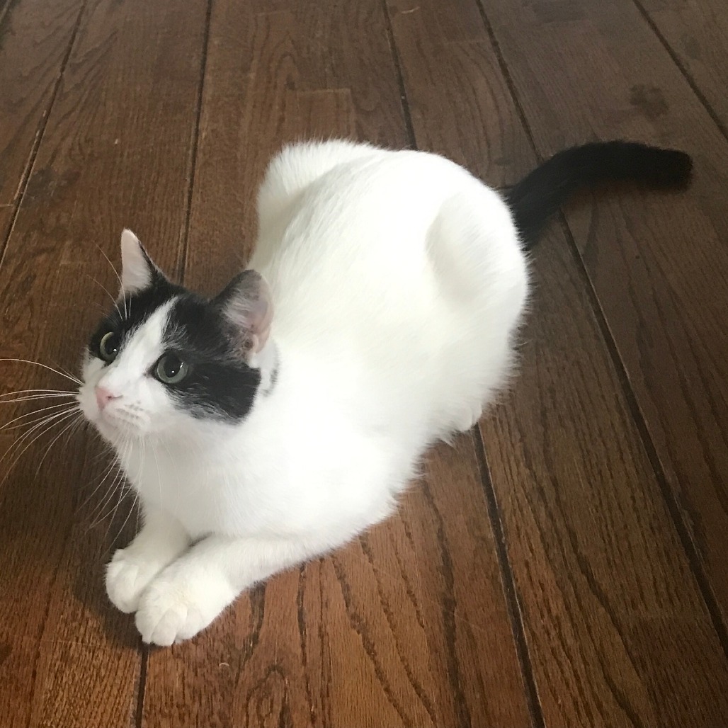 Figaro